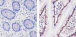 Cullin 3 Antibody in Immunohistochemistry (Paraffin) (IHC (P))