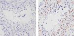 Cullin 3 Antibody in Immunohistochemistry (Paraffin) (IHC (P))