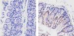 Cullin 3 Antibody in Immunohistochemistry (Paraffin) (IHC (P))