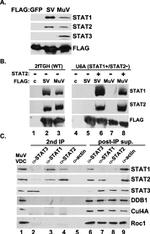 ROC1 Antibody in Western Blot (WB)