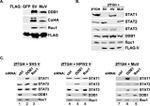 ROC1 Antibody in Western Blot (WB)
