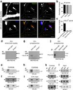 Ephrin B3 Polyclonal Antibody