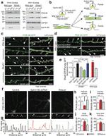 Ephrin B (Pan) Antibody in Western Blot (WB)