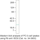 TL1A Antibody in Western Blot (WB)