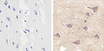 Connexin 29 Polyclonal Antibody