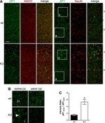 JIP1 Antibody in Immunohistochemistry (IHC)