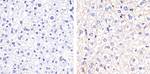 Connexin 32 Polyclonal Antibody