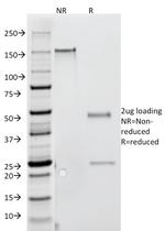 Interferon gamma (IFNG) Monoclonal Antibody (G-23)