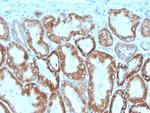 Interferon gamma (IFNG) Monoclonal Antibody (IFNG/466), Biotin