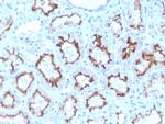 Interferon gamma (IFNG) Recombinant Mouse Monoclonal Antibody (rIFNG, 4467)