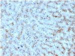 Apolipoprotein D/APOD Monoclonal Antibody (APOD, 3412)