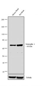 Neuropilin 1 Antibody in Western Blot (WB)