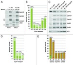 EphA2 Antibody in Western Blot (WB)