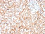 Apolipoprotein E/APOE Monoclonal Antibody (APOE/3673)