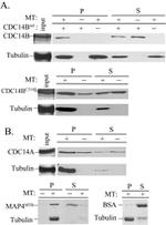 Cdc14A Antibody in Western Blot (WB)