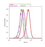 Cdc14A Antibody in Flow Cytometry (Flow)