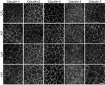 Claudin 4 Antibody in Immunocytochemistry (ICC/IF)