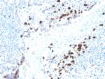 Immunoglobulin Alpha (IgA) Heavy Chain Recombinant Mouse Monoclonal Antibody (rHISA43)
