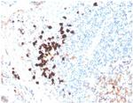 IgA (Immunoglobulin Alpha Heavy Chain) (B-Cell Marker) Recombinant Rabbit Monoclonal Antibody (IGHA/3877R)