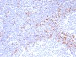 IgD (Immunoglobulin Delta Heavy Chain) (B-Cell Marker) Recombinant Rabbit Monoclonal Antibody (IGHD/8228R)