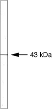 RAD51 Monoclonal Antibody (3C10)