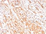 Apolipoprotein H/APOH Antibody in Immunohistochemistry (Paraffin) (IHC (P))