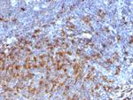 IgG (Immunoglobulin Gamma Heavy Chain) (B-Cell Marker) Monoclonal Antibody (IG266)