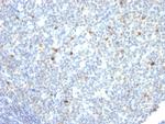 IgM (Immunoglobulin Mu Heavy Chain) (B-Cell Marker) Antibody in Immunohistochemistry (Paraffin) (IHC (P))
