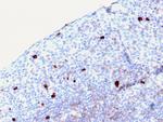 IgM (Immunoglobulin Mu Heavy Chain) Recombinant Mouse Monoclonal Antibody (rIGHM, 2558)