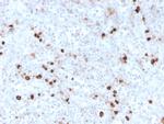 IgM (Immunoglobulin Mu Heavy Chain) Recombinant Rabbit Monoclonal Antibody (IGHM, 3776R)
