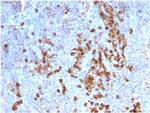 Kappa Light Chain/IGKC Recombinant Mouse Monoclonal Antibody (rKLC709)