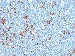 Kappa Light Chain (B-Cell Marker) Antibody in Immunohistochemistry (Paraffin) (IHC (P))