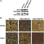 PAR1 Monoclonal Antibody (ATAP2)