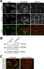 Claudin 5 Antibody in Immunocytochemistry (ICC/IF)