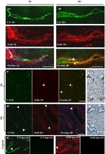 Occludin Antibody in Immunohistochemistry (Frozen) (IHC (F))