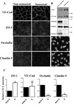 Occludin Antibody in Western Blot, Immunocytochemistry (WB, ICC/IF)