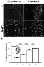 Claudin 5 Antibody in Immunocytochemistry (ICC/IF)