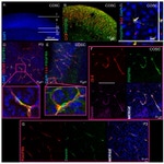 Claudin 5 Antibody in Immunohistochemistry (IHC)