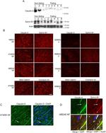 Claudin 5 Antibody in Western Blot, Immunohistochemistry (WB, IHC)