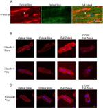 Claudin 5 Antibody in Immunohistochemistry (IHC)