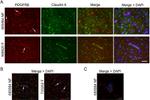 Claudin 5 Antibody in Immunohistochemistry (IHC)