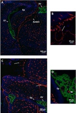 Claudin 5 Antibody in Immunohistochemistry (IHC)