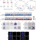 Claudin 5 Antibody in Immunohistochemistry (IHC)