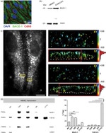 Claudin 5 Antibody in Western Blot (WB)