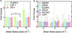 Claudin 5 Antibody in Western Blot (WB)