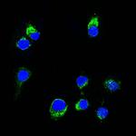 Lambda Light Chain (B-Cell Marker) Monoclonal Antibody (HP6054)