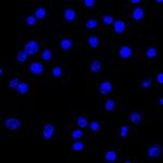 Lambda Light Chain (B-Cell Marker) Monoclonal Antibody (LcN-2)