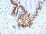 Prostate Specific Antigen (PSA) Antibody in Immunohistochemistry (Paraffin) (IHC (P))