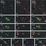 Connexin 43 Antibody in Immunohistochemistry (IHC)