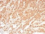 Interleukin-1 beta (IL-1 beta) Antibody in Immunohistochemistry (Paraffin) (IHC (P))